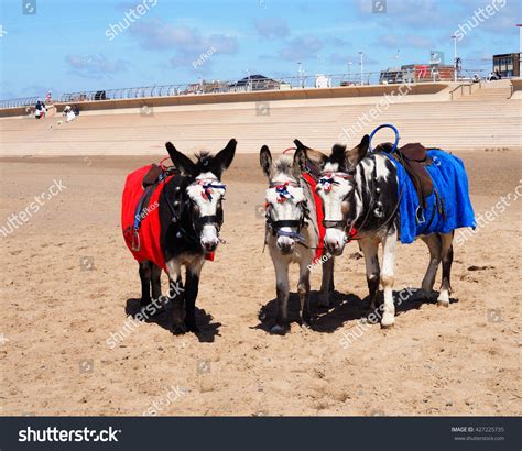 381 Donkey ride beach Images, Stock Photos & Vectors | Shutterstock