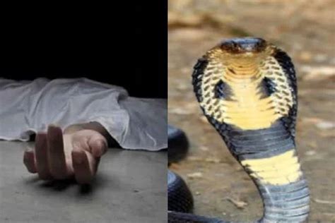 Cg Snake Bite आधी रात को कोबरा सांप ने मासूम को डंसा इलाज के दौरान