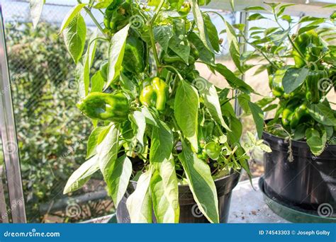 Peppers Growing In Greenhouse Vegetable Garden Stock Image Image Of