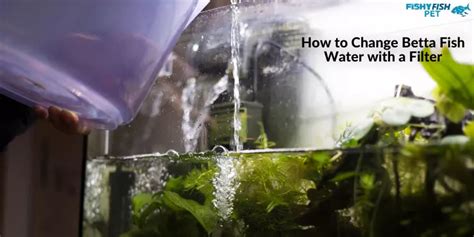 How To Change Betta Fish Water A Step By Step Guide 2024