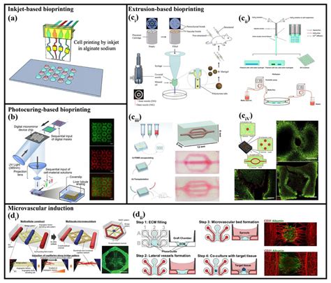 Bioprinted Vascularized Liver Models A Inkjet Based Bioprinting