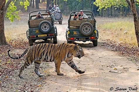 Ranthambore National Park Wildlife Safari