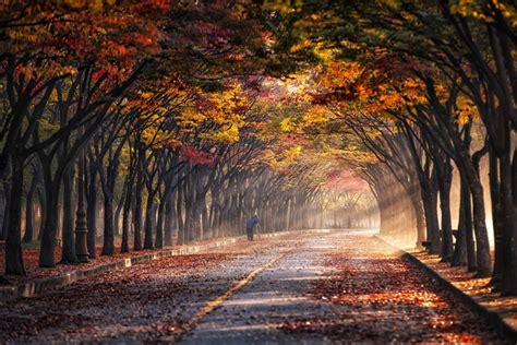 942850 Sun Rays Leaves Trees Morning Road Photographer Fall