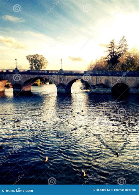 Ducks Swimming on the River Thames Stock Image - Image of river, bridge