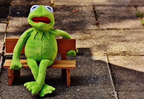 Kermit The Frog Plush Toy Hd Wallpaper Pxfuel