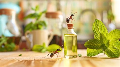 12 Scents That Ants Despise