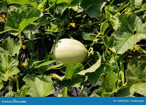 Melon Plant in a Vegetable Garden Stock Image - Image of fruit, juicy: 110597263