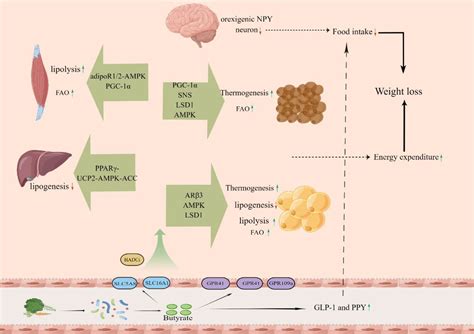 Frontiers Butyrate And Obesity Current Research Status And Future