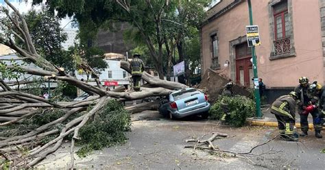 Rbol De Metros De Altura Cae Y Aplasta Autom Vil En La Colonia