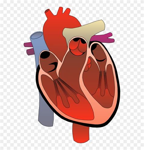 Realistic Heart Png Free Heart Anatomy Clipart Transparent Png