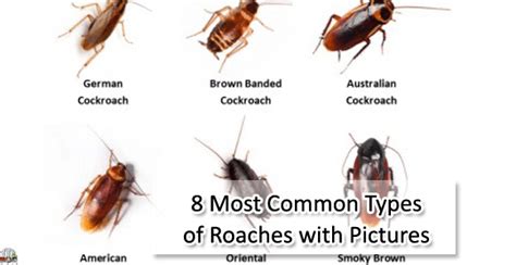 Most Common Types Of Roaches With Pictures