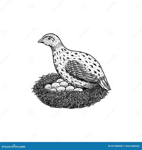 Common Quail, Coturnix Sitting On The Ground Between Grasses Vector