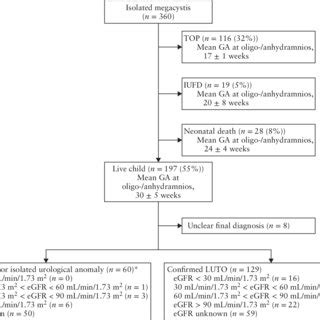 Practical Guide For Differential Diagnosis Of Fetal Megacystis Chd