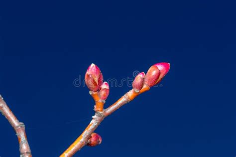 Tree Branch With Buds Of Tilia Cordata Winter Orange Stock Photo