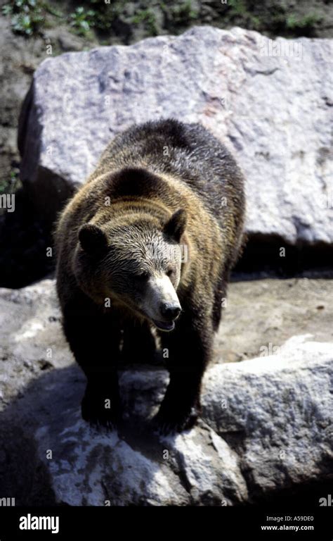 Bear in Canada Stock Photo - Alamy