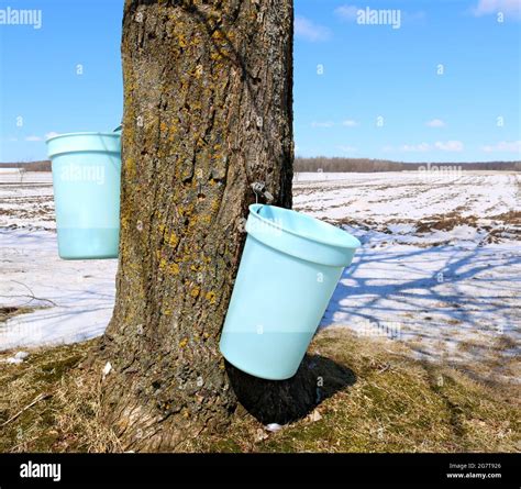 Collecting Sap From Hard Maple Tree Stock Photo Alamy