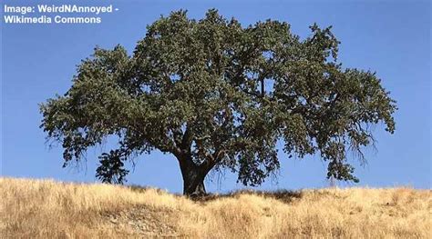 California Oak Trees (With Pictures) - Identification Guide