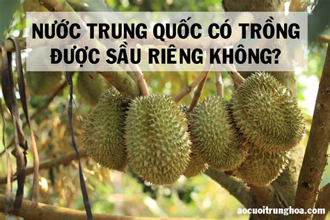 Nước Trung Quốc Có Trồng được Sầu Riêng Không 2024 Trung Hoa