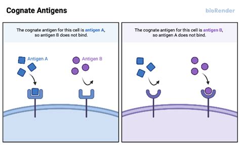 Cognate Antigens Biorender Science Templates