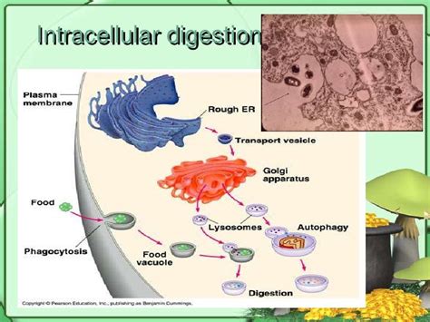 Digestion presentation