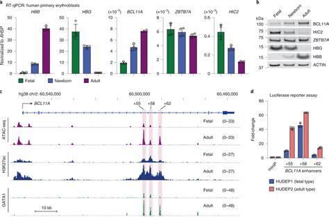 Developmental Regulation Of Bcl A Occurs Primarily At The