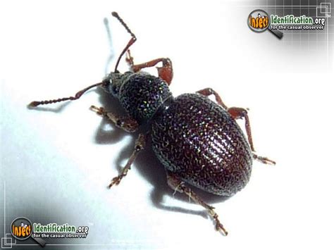 Black Vine Weevil - The Black Vine Weevil will eat most any plant ...