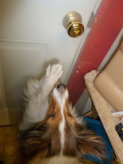 20 things to know about Dog scratching door - house-ideas.org