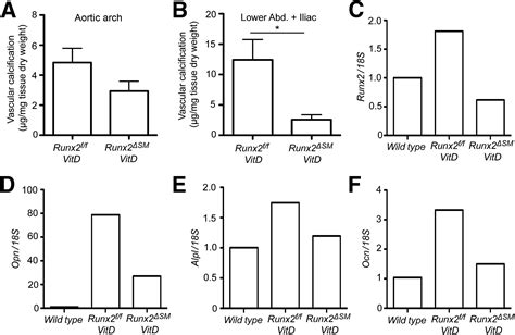 Runx2 Expression In Smooth Muscle Cells Is Required For Arterial Medial