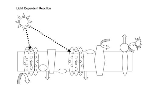 Photosynthesis - Light Dependent Reaction Diagram | Quizlet