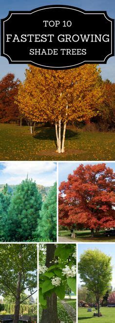 22 Best Windbreak Trees ideas | windbreak trees, windbreak, windbreaks