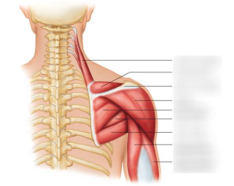 More Shoulder Muscles Diagram | Quizlet