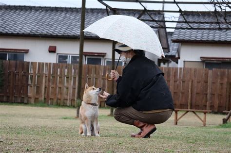 雨でした｜宮崎のドッグランはdogrun Sol