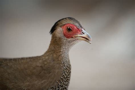 Silver Pheasant Female, Side View Stock Image - Image of pheasant ...