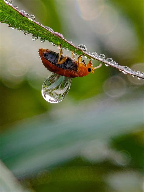 Indian Photographer Shoots Stunning Macro Photos Using His Phone