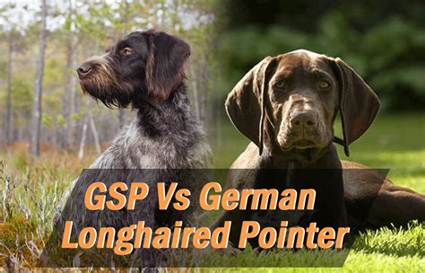 Are German Longhaired Pointer The Most Intelligent Dogs