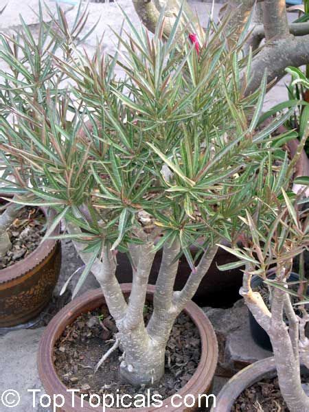 Adenium Somalense Desert Rose