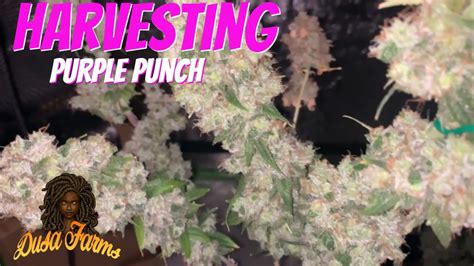 Harvesting Purple Punch Youtube