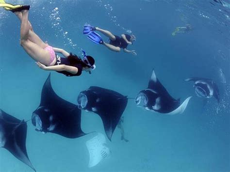 Spots Snorkeling Tour With Manta Rays In Nusa Penida Linkpass