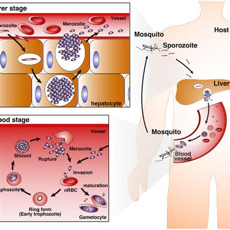 Life Cycle Of Plasmodium Parasites A Bite From A Plasmodium Infected