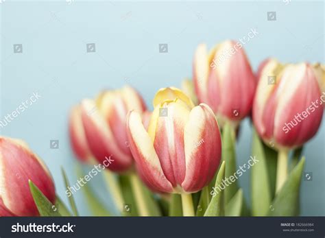 Beautiful Bouquet Tulips Light Blue Background Stock Photo 182666984