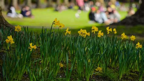 Irish Cancer Society Says This Years Daffodil Day Is Most Important