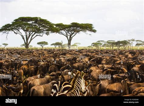 Tanzania Ngorongoro Conservation Area Lake Magadi Stock Photo - Alamy