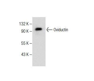 CHO K1 Cell Lysate SCBT Santa Cruz Biotechnology