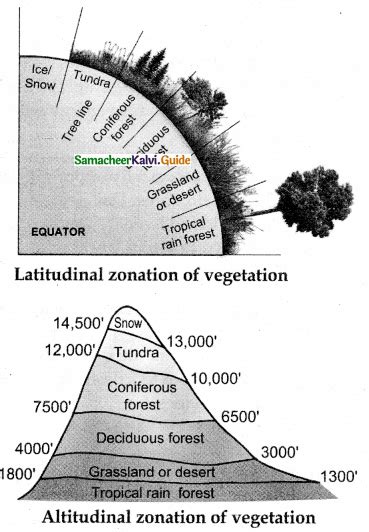 Samacheer Kalvi Th Bio Botany Guide Chapter Principles Of Ecology