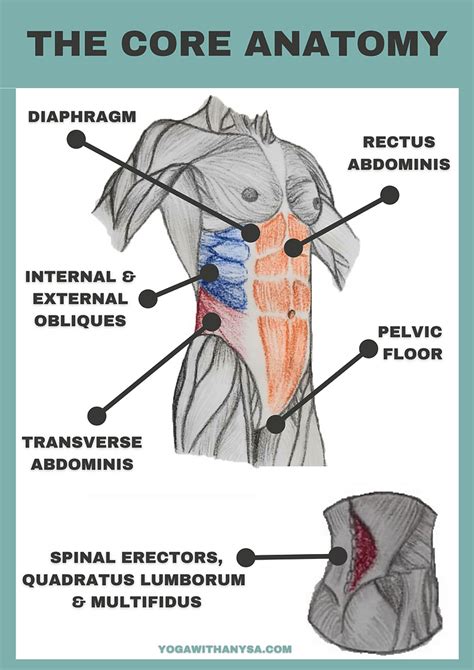 core muscle group benefits  key actions