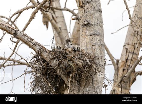 Red Tailed Hawk Nest Hi Res Stock Photography And Images Alamy