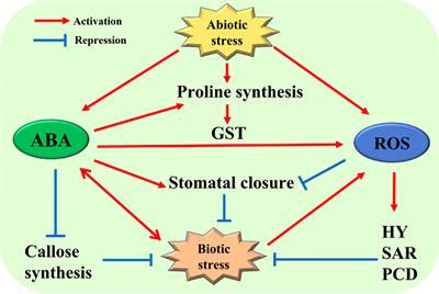 Frontiers The Interaction Of ABA And ROS In Plant Growth And Stress