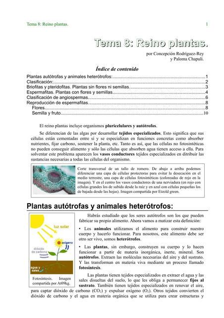 Resúmenes de Reino Plantae Descarga apuntes de Reino Plantae