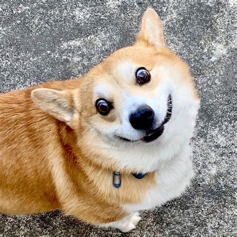 This Corgi Has The Funniest Emoji Like Facial Expressions That Will