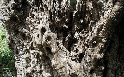 Rooted in Israel's history, five remarkable trees | The Times of Israel